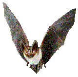 BaT
